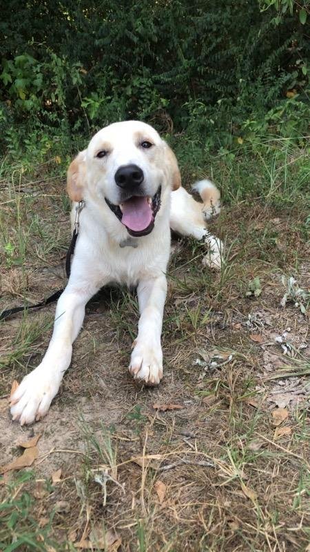 Lil Ricky, an adoptable Great Pyrenees in Longview, TX, 75605 | Photo Image 2