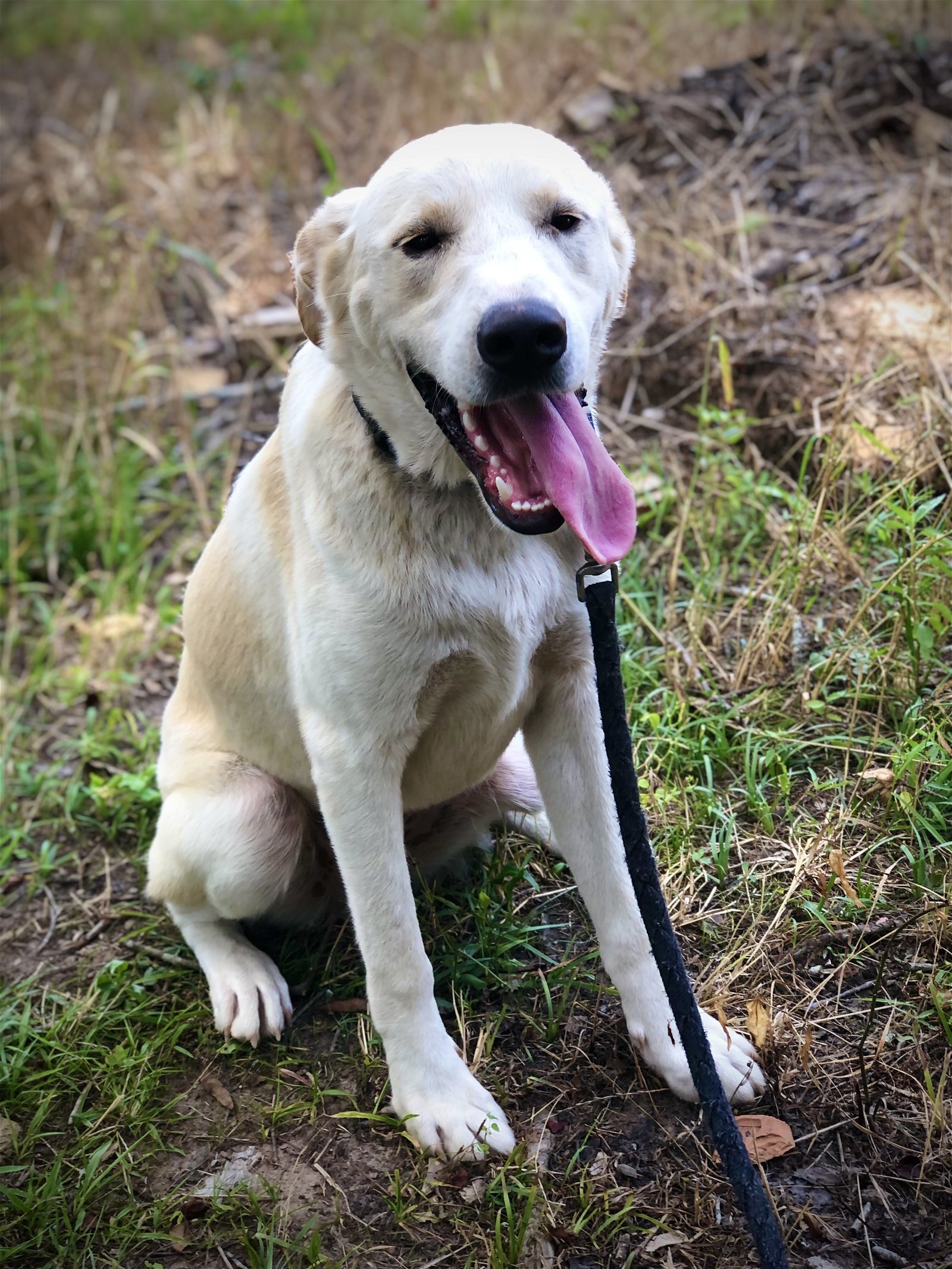 Lil Ricky, an adoptable Great Pyrenees in Longview, TX, 75605 | Photo Image 3