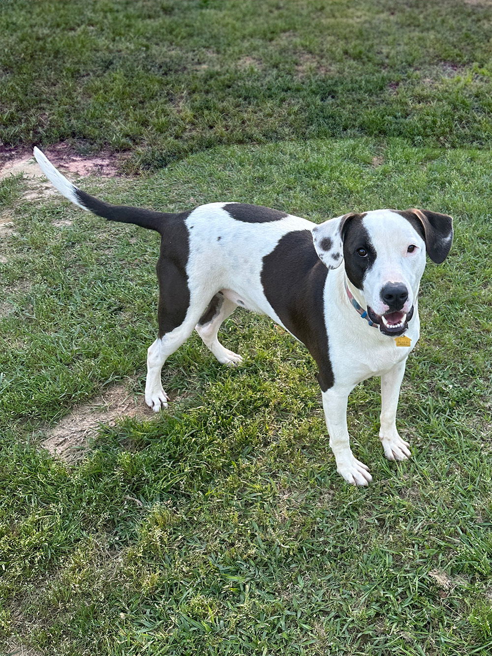 Watson, an adoptable Labrador Retriever in Eastman, GA, 31023 | Photo Image 3