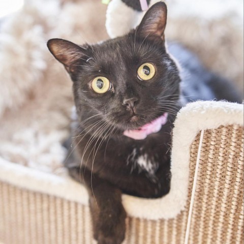 Cherokee, an adoptable Domestic Short Hair in St. Louis, MO, 63118 | Photo Image 1