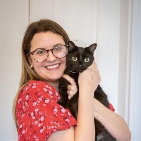 Cherokee, an adoptable Domestic Short Hair in St. Louis, MO, 63118 | Photo Image 3