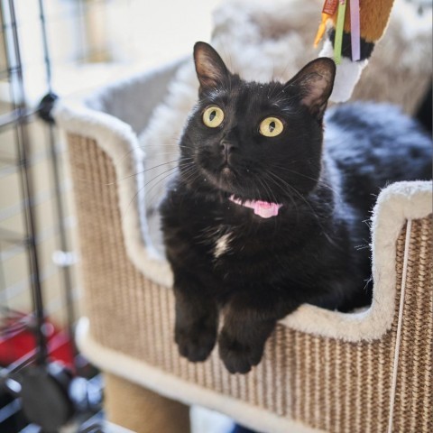 Cherokee, an adoptable Domestic Short Hair in St. Louis, MO, 63118 | Photo Image 4