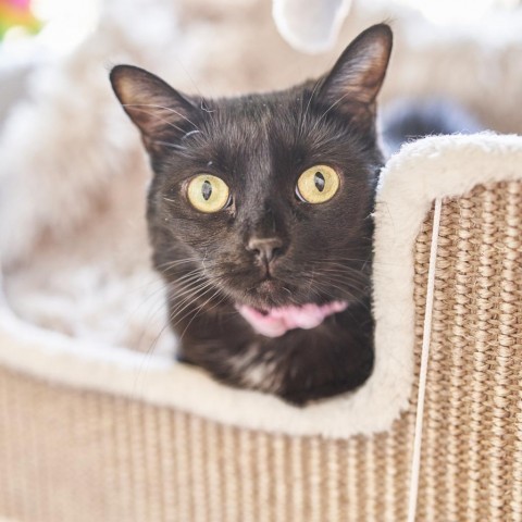 Cherokee, an adoptable Domestic Short Hair in St. Louis, MO, 63118 | Photo Image 5