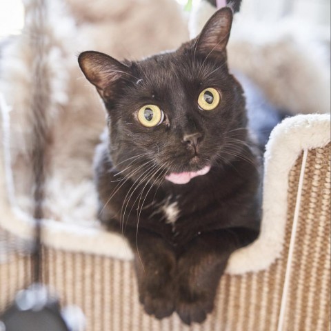 Cherokee, an adoptable Domestic Short Hair in St. Louis, MO, 63118 | Photo Image 6