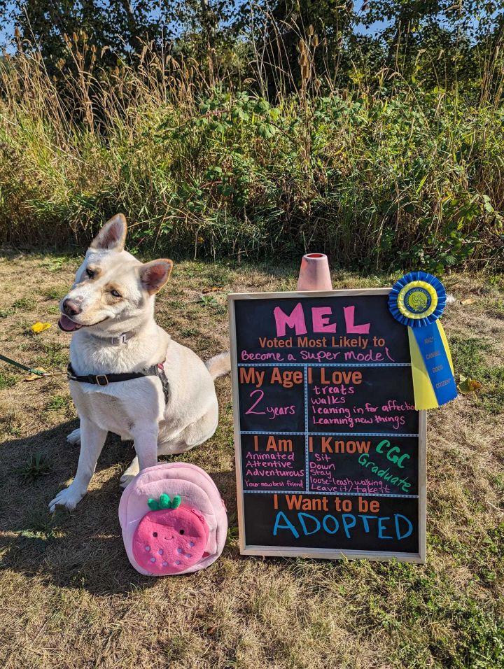 Mel, an adoptable Siberian Husky Mix in Bellingham, WA_image-6