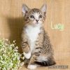 Lucy