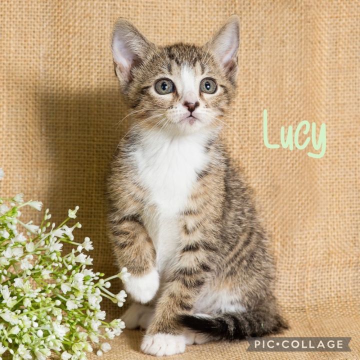 Lucy, an adoptable Domestic Short Hair Mix in Fort Lauderdale, FL_image-4