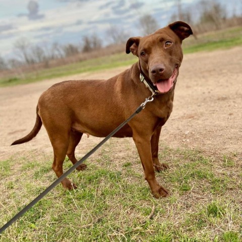 Buckie, an adoptable Chocolate Labrador Retriever, Mixed Breed in Natchitoches, LA, 71457 | Photo Image 1