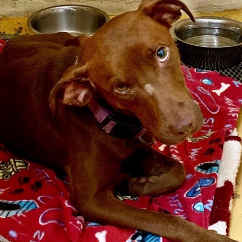 Buckie, an adoptable Chocolate Labrador Retriever, Mixed Breed in Natchitoches, LA, 71457 | Photo Image 2