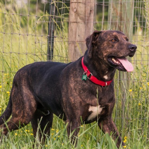 Finn, an adoptable Chocolate Labrador Retriever, Hound in Natchitoches, LA, 71457 | Photo Image 1