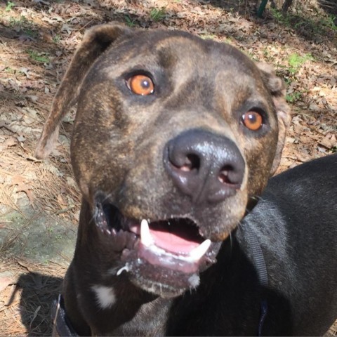 Finn, an adoptable Chocolate Labrador Retriever, Hound in Natchitoches, LA, 71457 | Photo Image 2