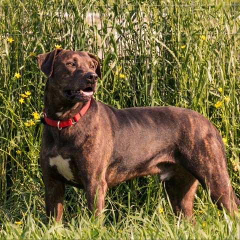 Finn, an adoptable Chocolate Labrador Retriever, Hound in Natchitoches, LA, 71457 | Photo Image 3