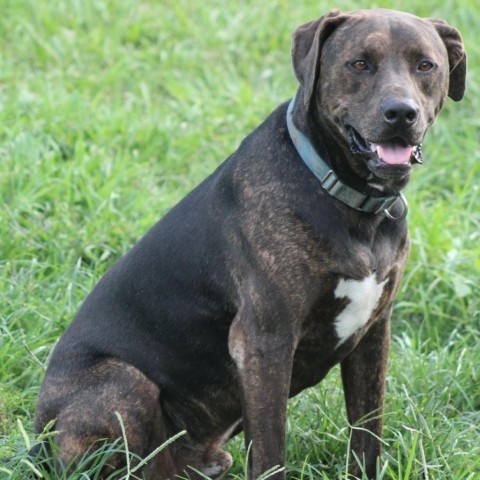 Finn, an adoptable Chocolate Labrador Retriever, Hound in Natchitoches, LA, 71457 | Photo Image 4