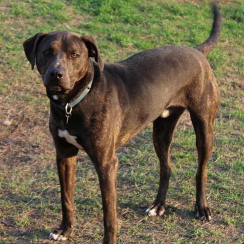 Finn, an adoptable Chocolate Labrador Retriever, Hound in Natchitoches, LA, 71457 | Photo Image 5