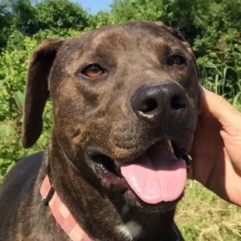 Finn, an adoptable Chocolate Labrador Retriever, Hound in Natchitoches, LA, 71457 | Photo Image 6