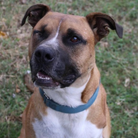 Mitch, an adoptable American Staffordshire Terrier, Mixed Breed in Natchitoches, LA, 71457 | Photo Image 4
