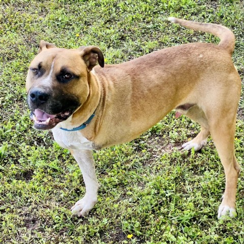 Mitch, an adoptable American Staffordshire Terrier, Mixed Breed in Natchitoches, LA, 71457 | Photo Image 5