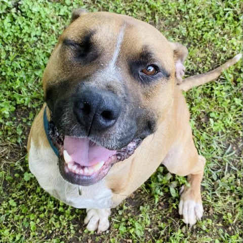 Mitch, an adoptable American Staffordshire Terrier, Mixed Breed in Natchitoches, LA, 71457 | Photo Image 6