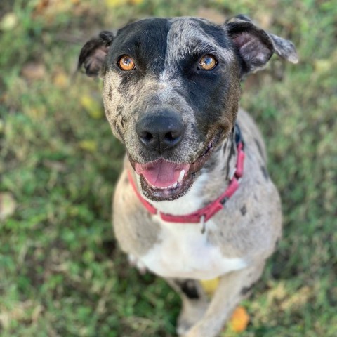 Juniper, an adoptable Mountain Cur, Mixed Breed in Natchitoches, LA, 71457 | Photo Image 1