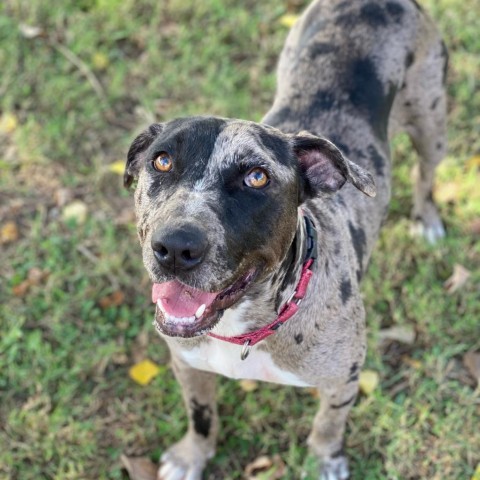 Juniper, an adoptable Mountain Cur, Mixed Breed in Natchitoches, LA, 71457 | Photo Image 2