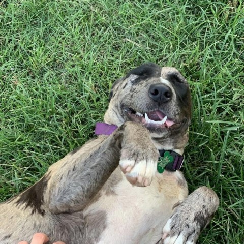 Juniper, an adoptable Mountain Cur, Mixed Breed in Natchitoches, LA, 71457 | Photo Image 3