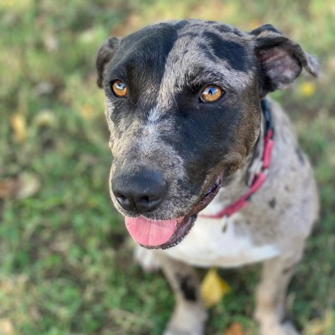 Juniper, an adoptable Mountain Cur, Mixed Breed in Natchitoches, LA, 71457 | Photo Image 4