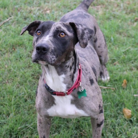 Juniper, an adoptable Mountain Cur, Mixed Breed in Natchitoches, LA, 71457 | Photo Image 5