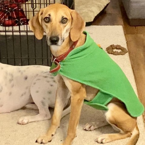 Collette, an adoptable Whippet in Natchitoches, LA, 71457 | Photo Image 1