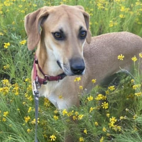 Collette, an adoptable Whippet in Natchitoches, LA, 71457 | Photo Image 2