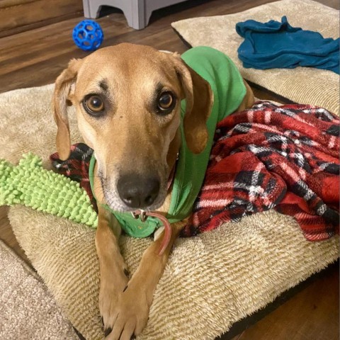 Collette, an adoptable Whippet in Natchitoches, LA, 71457 | Photo Image 3