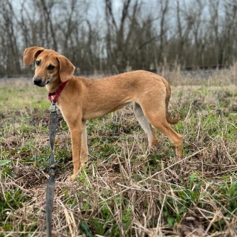 Collette, an adoptable Whippet in Natchitoches, LA, 71457 | Photo Image 4