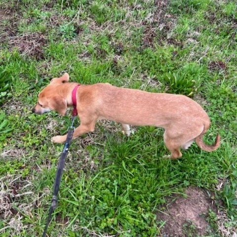 Collette, an adoptable Whippet in Natchitoches, LA, 71457 | Photo Image 5