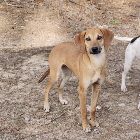 Collette, an adoptable Whippet in Natchitoches, LA, 71457 | Photo Image 6