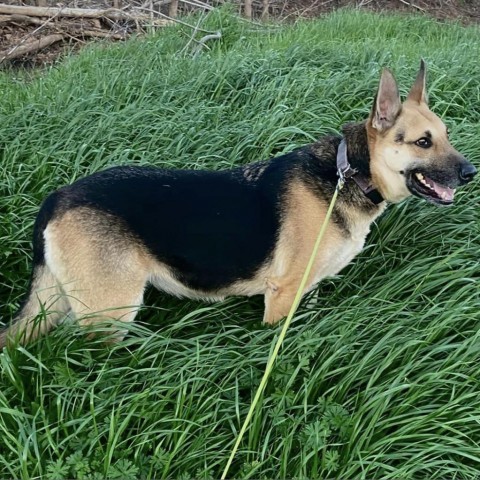 Maybel, an adoptable German Shepherd Dog, Mixed Breed in Natchitoches, LA, 71457 | Photo Image 1