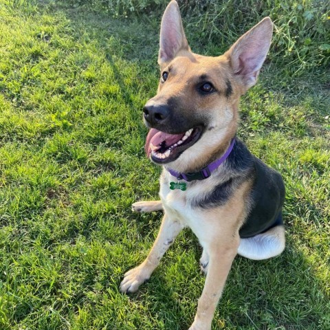 Maybel, an adoptable German Shepherd Dog, Mixed Breed in Natchitoches, LA, 71457 | Photo Image 2