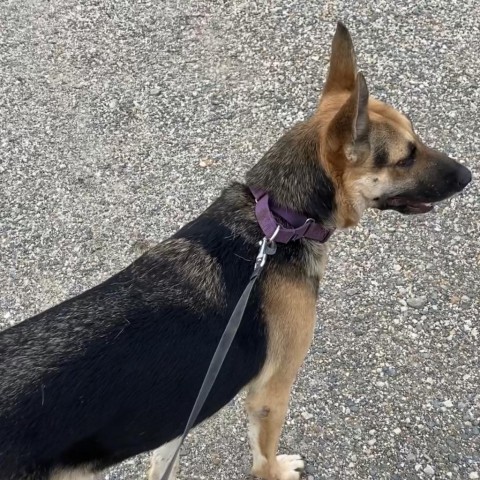 Maybel, an adoptable German Shepherd Dog, Mixed Breed in Natchitoches, LA, 71457 | Photo Image 2