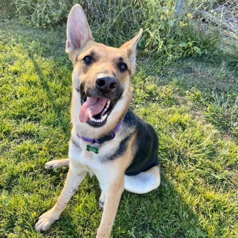 Maybel, an adoptable German Shepherd Dog, Mixed Breed in Natchitoches, LA, 71457 | Photo Image 3