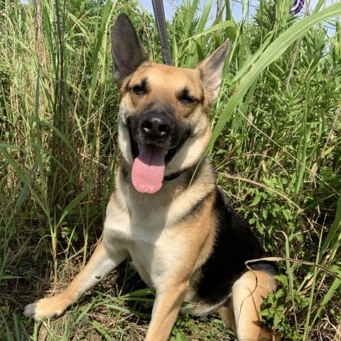 Maybel, an adoptable German Shepherd Dog, Mixed Breed in Natchitoches, LA, 71457 | Photo Image 4