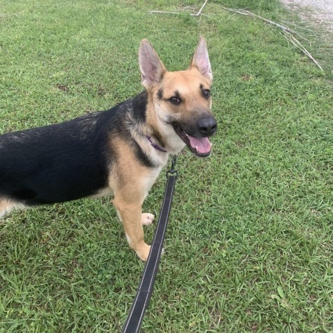 Maybel, an adoptable German Shepherd Dog, Mixed Breed in Natchitoches, LA, 71457 | Photo Image 5