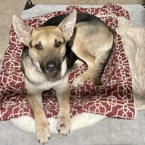 Maybel, an adoptable German Shepherd Dog, Mixed Breed in Natchitoches, LA, 71457 | Photo Image 6