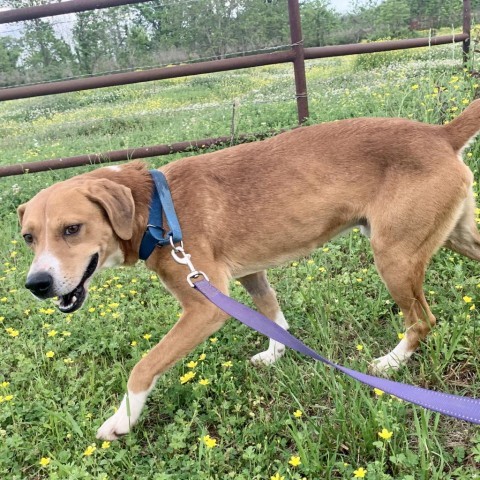 Chance, an adoptable Hound in Natchitoches, LA, 71457 | Photo Image 2