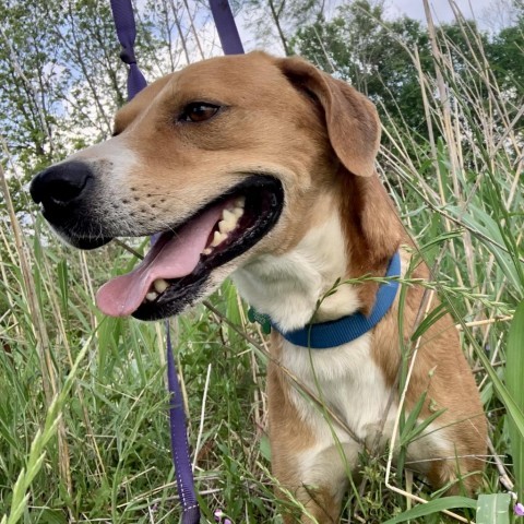 Chance, an adoptable Hound in Natchitoches, LA, 71457 | Photo Image 4
