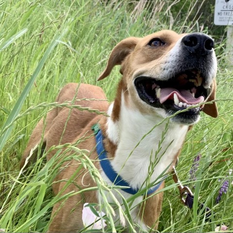Chance, an adoptable Hound in Natchitoches, LA, 71457 | Photo Image 6