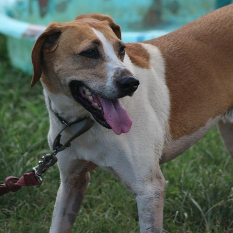 Nick, an adoptable Hound in Natchitoches, LA, 71457 | Photo Image 1