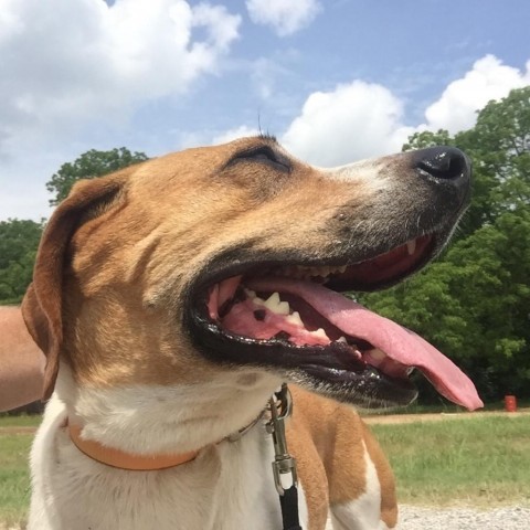 Nick, an adoptable Hound in Natchitoches, LA, 71457 | Photo Image 2