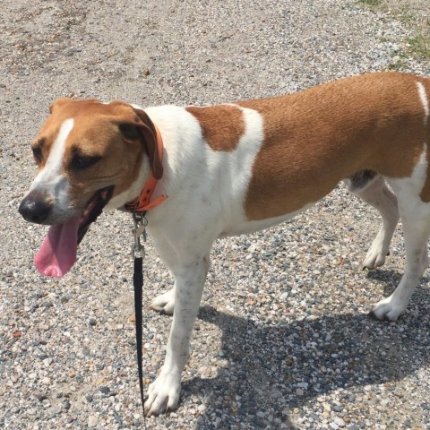 Nick, an adoptable Hound in Natchitoches, LA, 71457 | Photo Image 3