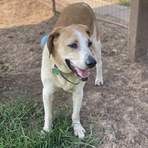 Nick, an adoptable Hound in Natchitoches, LA, 71457 | Photo Image 3