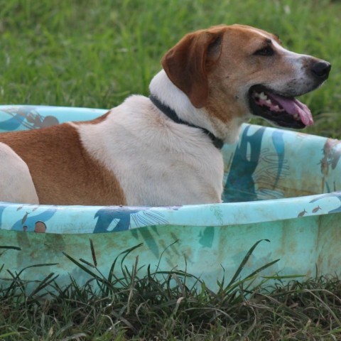 Nick, an adoptable Hound in Natchitoches, LA, 71457 | Photo Image 4