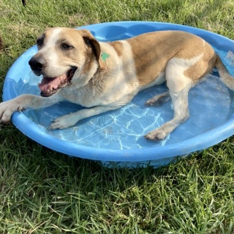 Nick, an adoptable Hound in Natchitoches, LA, 71457 | Photo Image 4