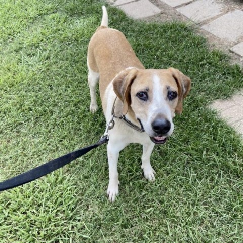 Nick, an adoptable Hound in Natchitoches, LA, 71457 | Photo Image 5